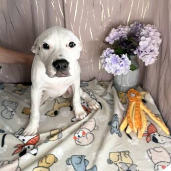 Evangeline -  Black Mouth Cur and American Bully Dog for Adoption in Long Beach, Mississippi - Evangeline | PetCurious