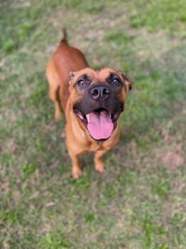 Rescue Boxer and Pit Bull Terrier Dogs for Adoption - Tyson | PetCurious