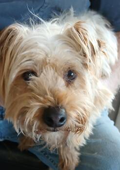 Maltipoo Dogs Available for Adoption in New Palestine, Indiana - Passion | PetCurious