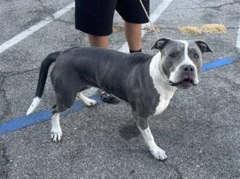 A069140 -  Pit Bull Terrier Dog for Adoption in Santa Monica, California - A069140 | PetCurious