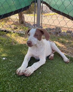 Bama -  Shepherd and Hound Dog for Adoption in Gallatin, Tennessee - Bama | PetCurious