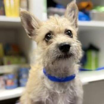 Copy -  Terrier and Mixed Breed Dog for Adoption in Bullhead City, Arizona - Copy | PetCurious