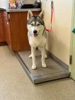 SKY -  Siberian Husky Dog for Adoption in Fort Myers, Florida - SKY | PetCurious