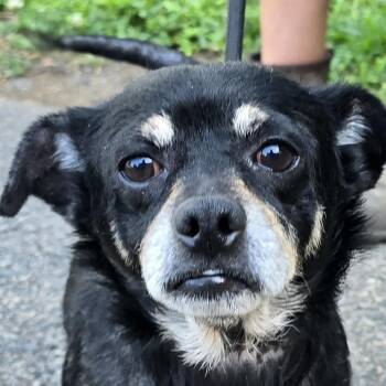 Odie -  Chihuahua and Miniature Pinscher Dog for Adoption in Milledgeville, Georgia - Odie | PetCurious