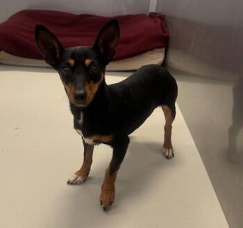 Miniature Pinscher Dogs Available for Adoption - Lulu Re | PetCurious