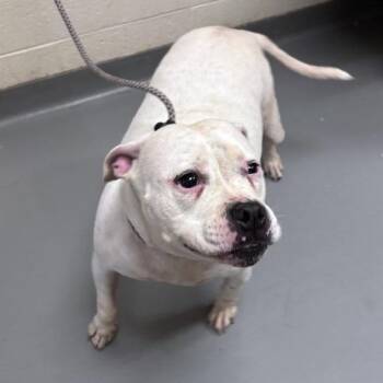 Whiskey -  Mixed Breed Dog for Adoption in Asheville, North Carolina - Whiskey | PetCurious
