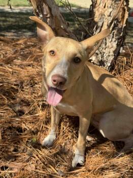 Rescue Carolina Dog and Black Mouth Cur Dogs for Adoption in Syracuse, New York - Sunshine | PetCurious