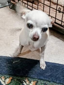 Trina -  Chihuahua Dog for Adoption in Albuquerque, New Mexico - Trina | PetCurious