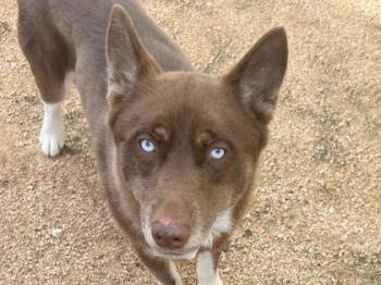 Mixed Breed Dogs Available for Adoption in Georgetown, Texas - Bixby | PetCurious