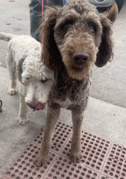 Goldendoodle Dogs Available for Adoption - Levi | PetCurious