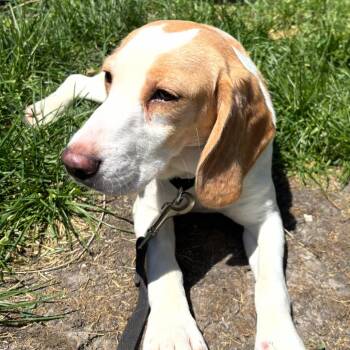 Maya -  Beagle Dog for Adoption in West Allis, Wisconsin - Maya | PetCurious