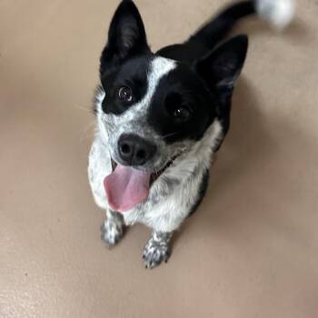 Diego -  Australian Cattle Dog Blue Heeler and Cattle Dog Dog for Adoption in Reno, Nevada - Diego | PetCurious