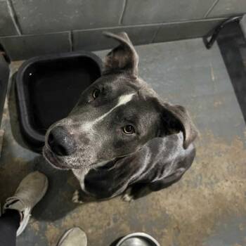 Mixed Breed Dogs Available for Adoption in Milan, Illinois - Gwen | PetCurious