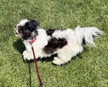 Panda -  Shih Tzu Dog for Adoption in Evergreen, Colorado - Panda | PetCurious