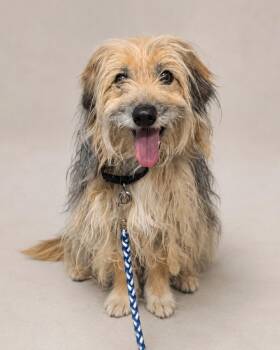 Sandy -  Cairn Terrier and Yorkshire Terrier Dog for Adoption in Carson City, Nevada - Sandy | PetCurious