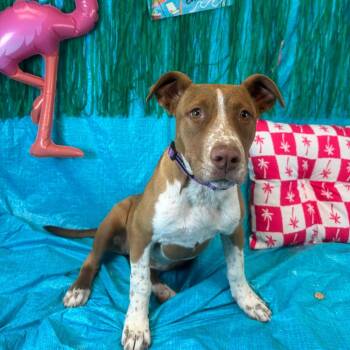Rita -  Pit Bull Terrier Dog for Adoption in Fresno, California - Rita | PetCurious