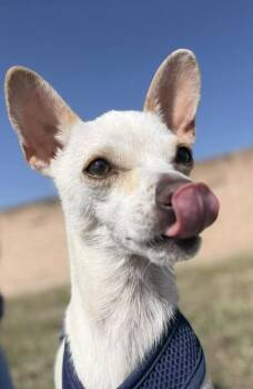 Max -  Chihuahua and Mixed Breed Dog for Adoption in Visalia, California - Max | PetCurious