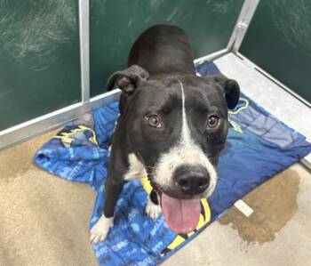 MAX -  Pit Bull Terrier Dog for Adoption in Killeen, Texas - MAX | PetCurious