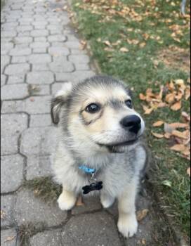 Rescue Mixed Breed Dogs for Adoption in Saskatoon, Saskatchewan - Milo | PetCurious