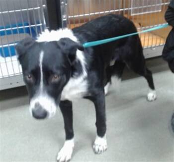 MAX -  Border Collie Dog for Adoption in Salinas, California - MAX | PetCurious