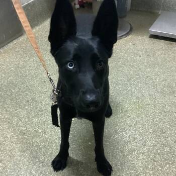OREO -  Husky and Belgian Shepherd Malinois Dog for Adoption in San Gabriel, California - OREO | PetCurious