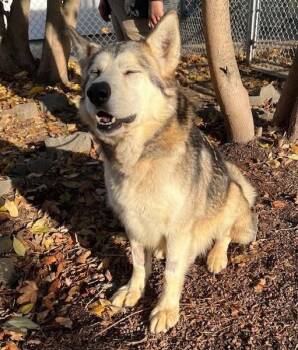 Rescue Alaskan Malamute Dogs for Adoption in Phoenix, Oregon - Balto | PetCurious