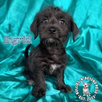 Terrier and Poodle Dogs Available for Adoption - Hollywood Litter: Ingrid | PetCurious