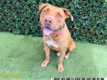 RONNIE -  Mixed Breed Dog for Adoption in West Palm Beach, Florida - RONNIE | PetCurious