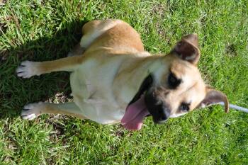 Tiana -  Shepherd and Hound Dog for Adoption in Winnabow, North Carolina - Tiana | PetCurious