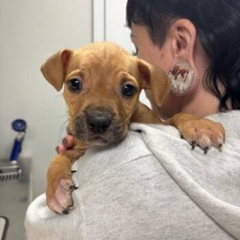 Grumpy (The & Dwarf Litter) -  Boxer Dog for Adoption in Corsicana, Texas - Grumpy (The & Dwarf Litter) | PetCurious