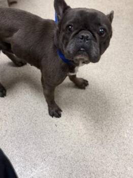 A1937640 -  French Bulldog Dog for Adoption in Riverside, California - A1937640 | PetCurious