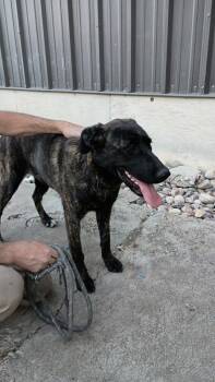 Rescue Dutch Shepherd and Black Labrador Retriever Dogs for Adoption in Pocatello, Idaho - Lucy | PetCurious
