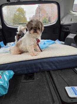 Bootsie -  Shih Tzu Dog for Adoption in Caguas, Caguas - Bootsie | PetCurious
