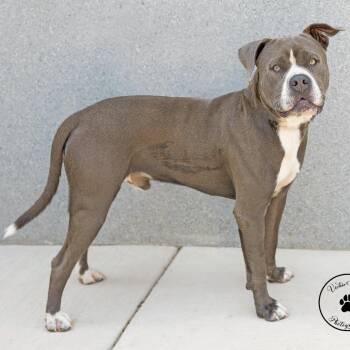 Brent -  American Staffordshire Terrier and Mixed Breed Dog for Adoption in Abilene, Texas - Brent | PetCurious