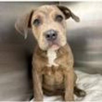 Tiny -  American Bulldog and Mixed Breed Dog for Adoption in Tampa, Florida - Tiny | PetCurious