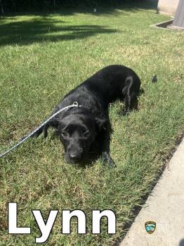 Lynn -  Chihuahua Dog for Adoption in Rocky Mount, North Carolina - Lynn | PetCurious