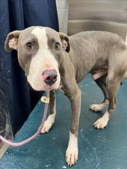 Rescue Pit Bull Terrier and Mixed Breed Dogs for Adoption in Mobile, Alabama - BRAVO | PetCurious