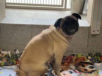 Pug Dogs Available for Adoption in Tustin, California - ANNIE | PetCurious
