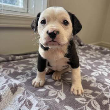 American Bulldog Dogs Available for Adoption - TUSC-Stray-83474_2 | PetCurious