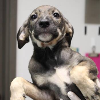 Panini -  Black Mouth Cur and Mixed Breed Dog for Adoption in Cleveland, Mississippi - Panini | PetCurious