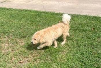 Bono -  Wheaten Terrier Dog for Adoption in West Memphis, Arkansas - Bono | PetCurious