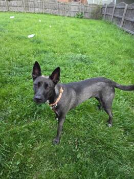 Belgian Shepherd Malinois and Dutch Shepherd Dogs Available for Adoption in Lemont, Illinois - Sybrina | PetCurious