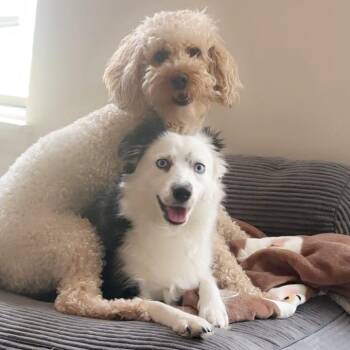 Mellow -  Australian Shepherd Dog for Adoption in Salt Lake City, Utah - Mellow | PetCurious
