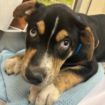 Jordan -  Mixed Breed Dog for Adoption in Memphis, Tennessee - Jordan | PetCurious
