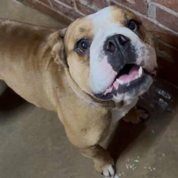 Rescue English Bulldog Dogs for Adoption in Shawnee, Oklahoma - Meatball | PetCurious
