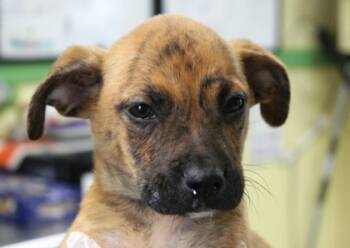 Rescue Labrador Retriever and American Staffordshire Terrier Dogs for Adoption in Picayune, Mississippi - Zoink | PetCurious