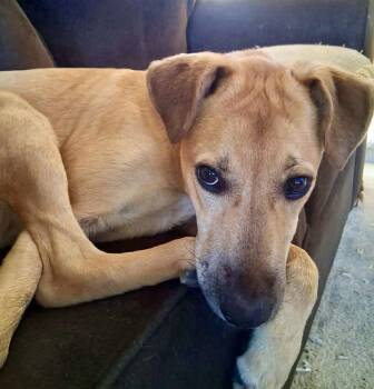 Yellow Labrador Retriever and Black Mouth Cur Dogs Available for Adoption in Torrance, California - Brodie | PetCurious