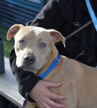 Rescue Mixed Breed Dogs for Adoption in New York, New York - Goldie | PetCurious