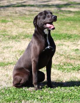 Australian Shepherd and Labrador Retriever Dogs Available for Adoption - SHIRE | PetCurious