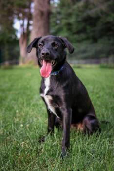 Nicholas (Santa Claus) -  Labrador Retriever Dog for Adoption - Nicholas (Santa Claus) | PetCurious
